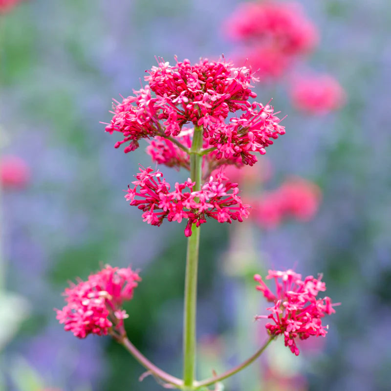 Centranthus ruber Red Valerian
