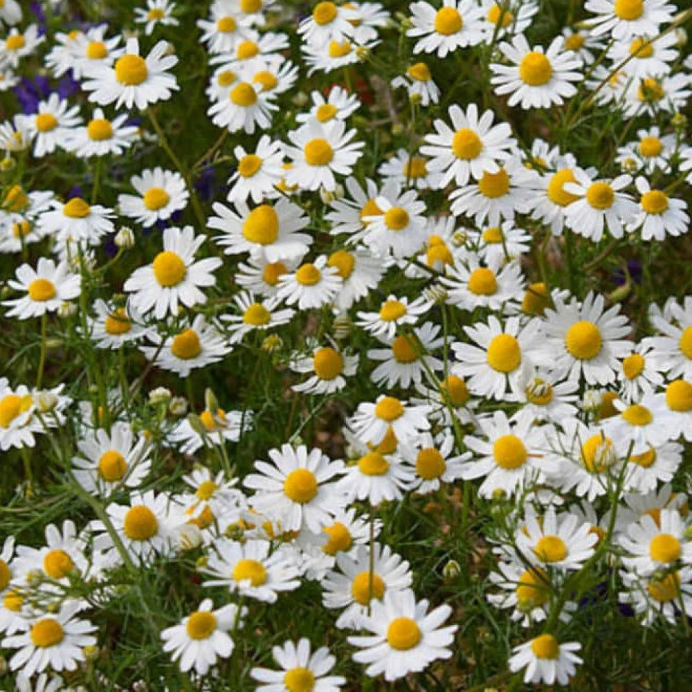 بابونج سريع التزهير