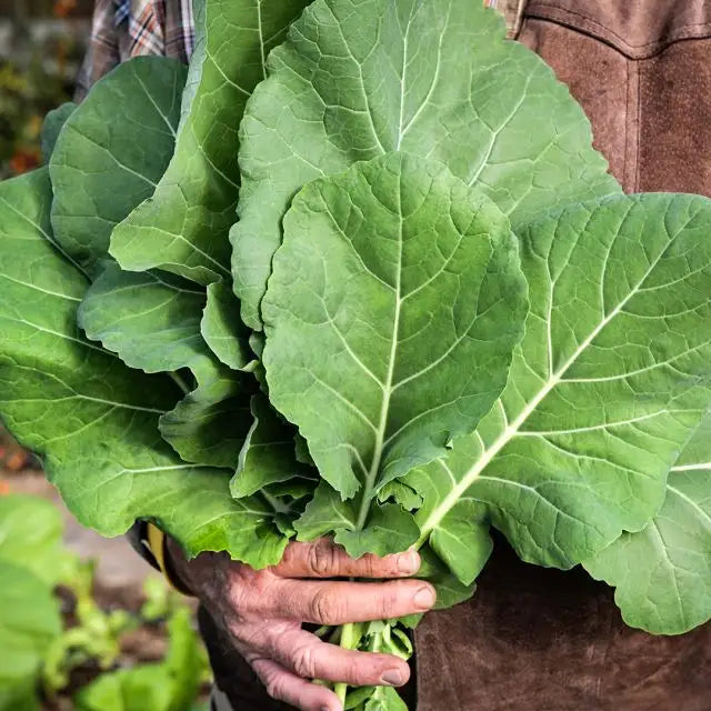 COLLARDS GEORGIA SOUTHERN (CREOLE)