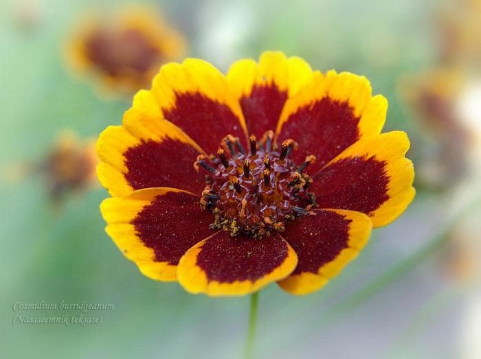 Cosmidium burridgeanum "Brunette