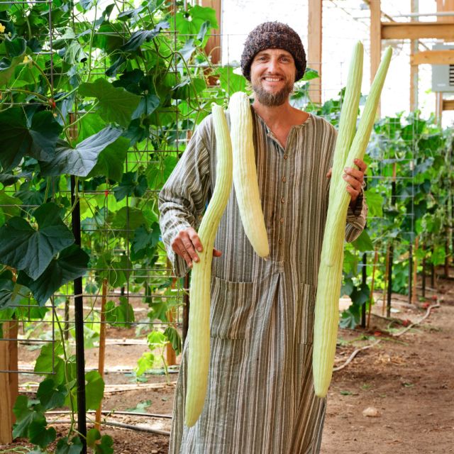 CuCUmBER INDiAn SNAKe