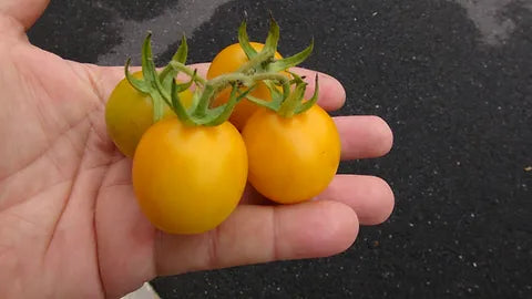 TOMATO Hartman's Yellow Gooseberry