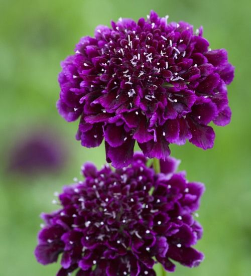 Scabiosa atropurpurea 'Burgundy Beau' Scabious