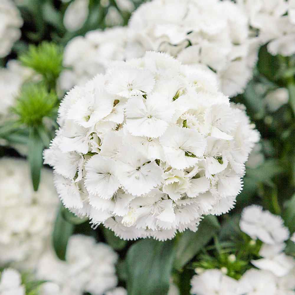 Dianthus barbatus 'Albus Sweet William