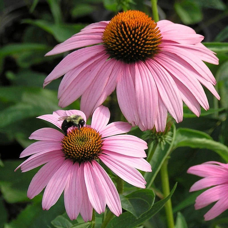 Echinacea magnus