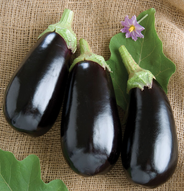 Hybrid Italian Eggplant NIGRAL F1