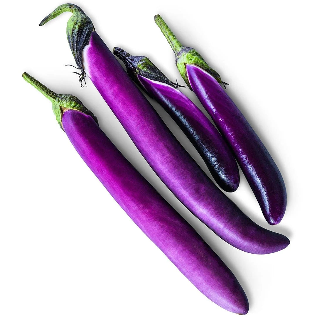 Eggplant Malaysian Dark Red