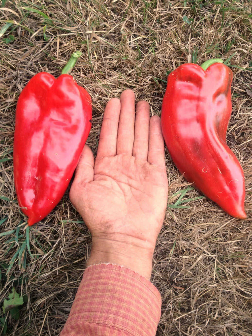 Sweet Pepper "Elephant's tar