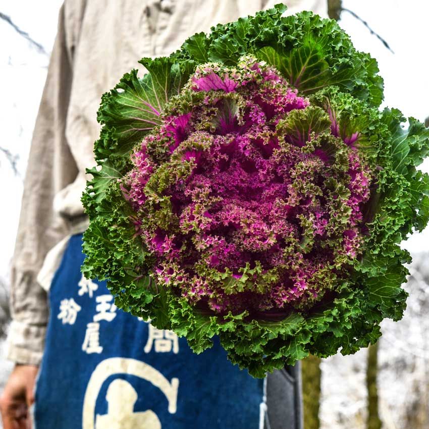 KALE JAPANESE FLOWERING