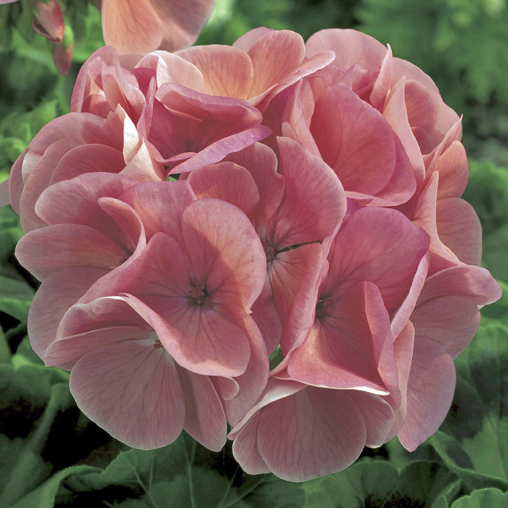 Maverick salmon geraniums