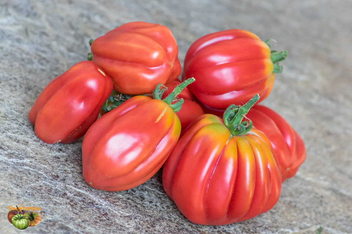 TOMATO GEZAHNTE