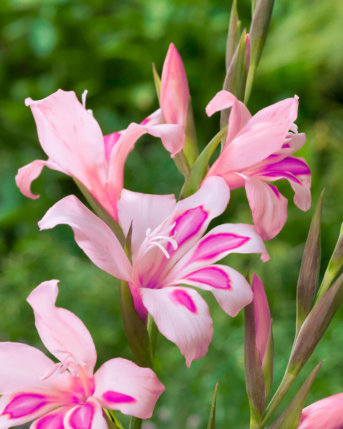 Gladiolus 'Impressive' 10