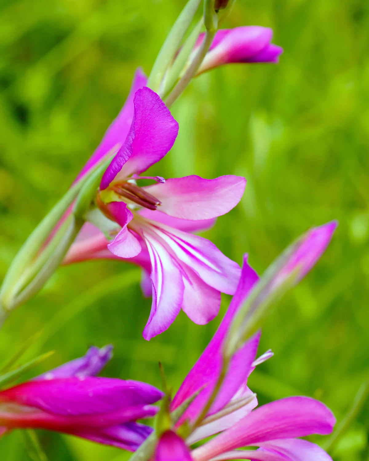 Gladiolus byzantinus italicus 10