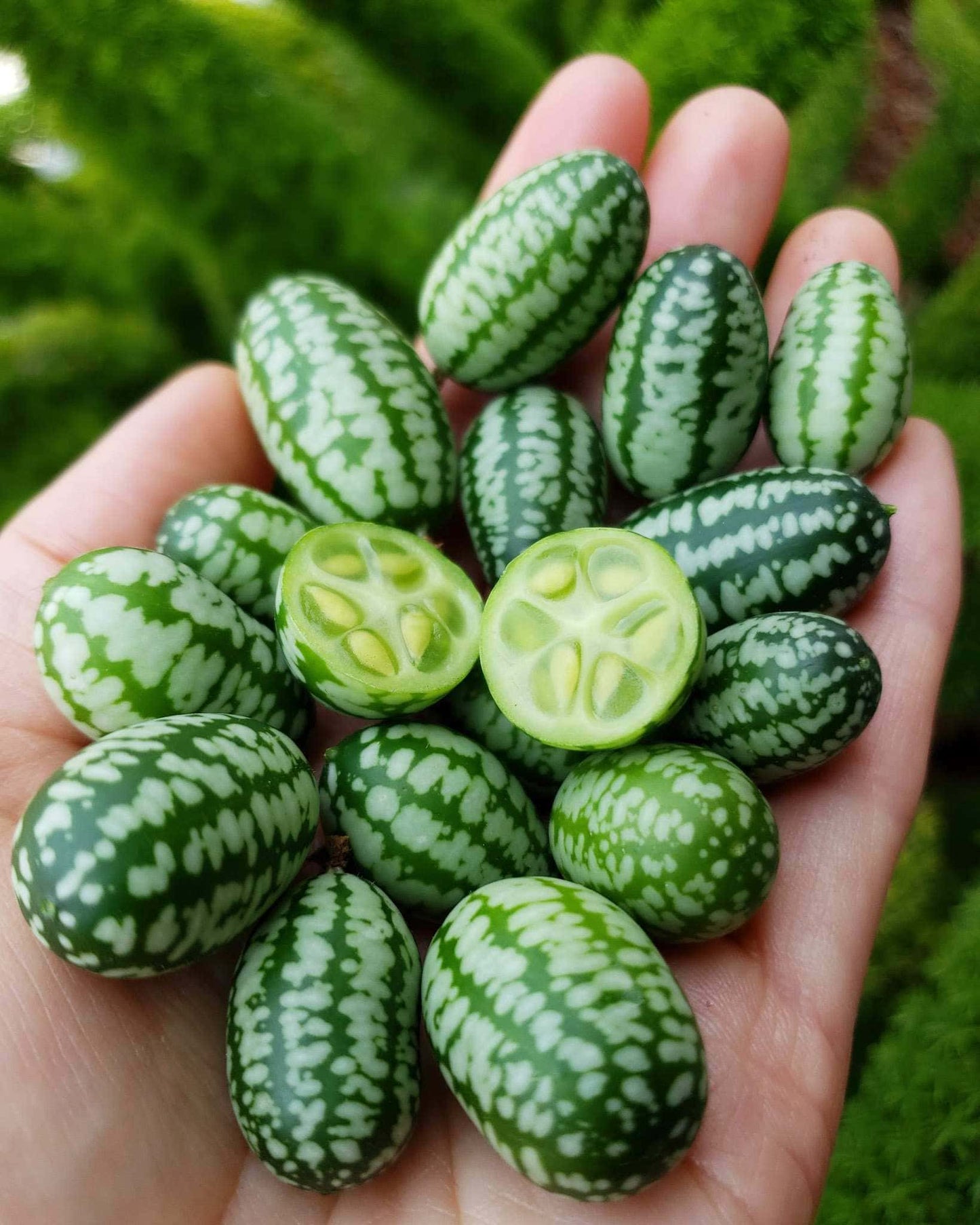 CUCUMBER MEXICAN SOUR GHERKIN