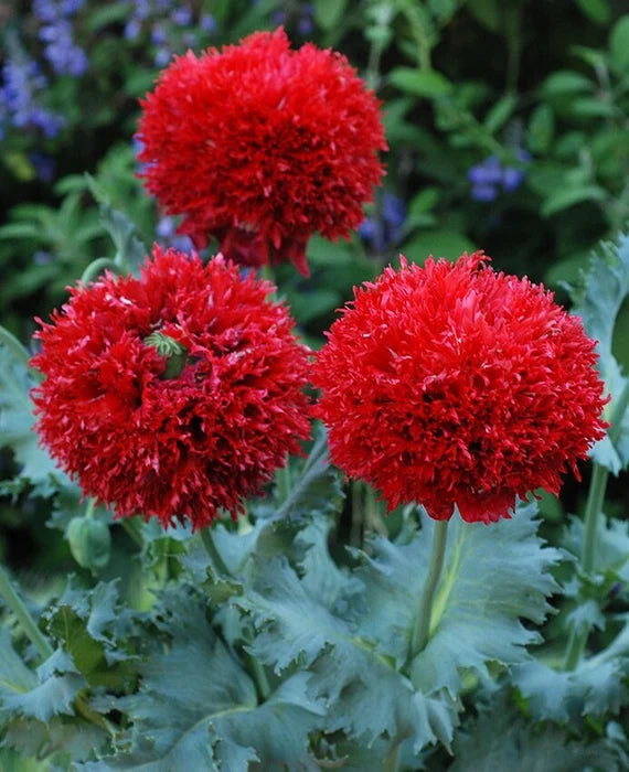 POpPY CRIMSOn FEATHERS
