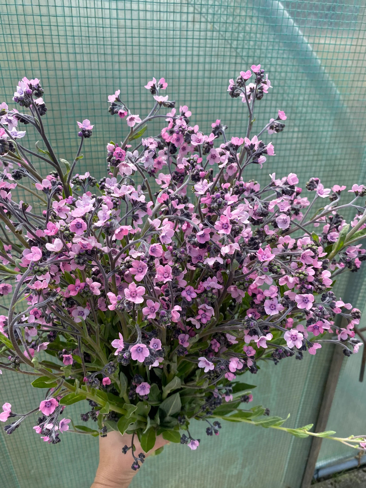 Chinese Forget-me- mystiC Pink)