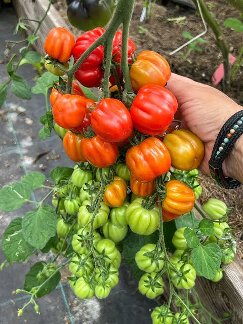 Ballen Multi-Flora