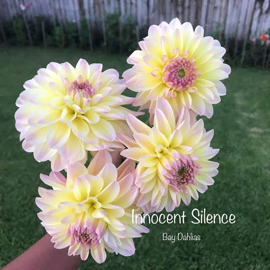 Lnnocent silence