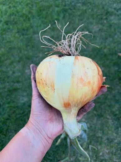 WALLA WALLA sweet yellow onions