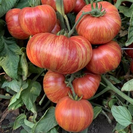 TOMATO Vintage Wine