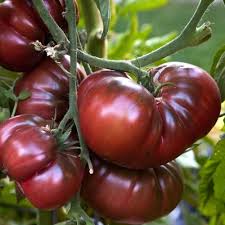 TOMATO TRUE BLACK BRANDYWINE