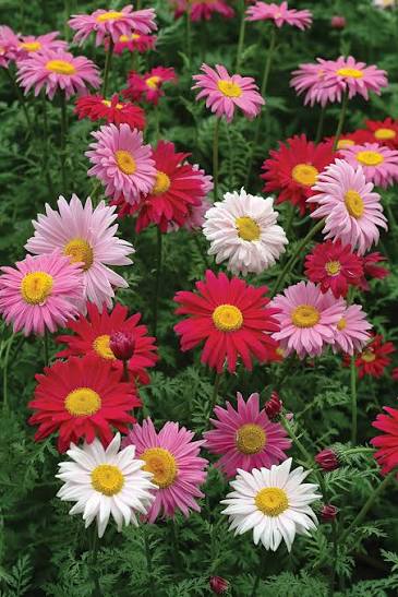 Chrysanthemum coccineum 'Robinson's Giant Flowered' Mixed Pyrethrum Daisy