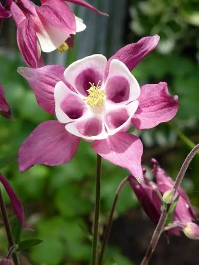 Aquilegia caerulea Mckana Glanc Hyoas Granny's Bonnet, Columbine