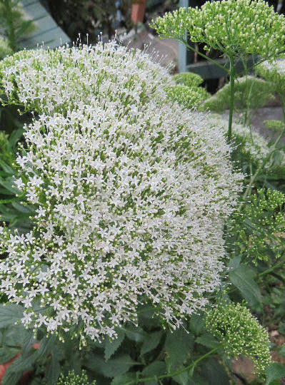 Lake michigan white white throatwort