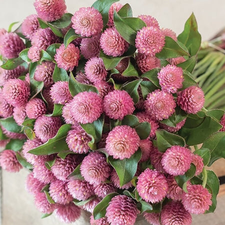 Raspberry Cream Gomphrena