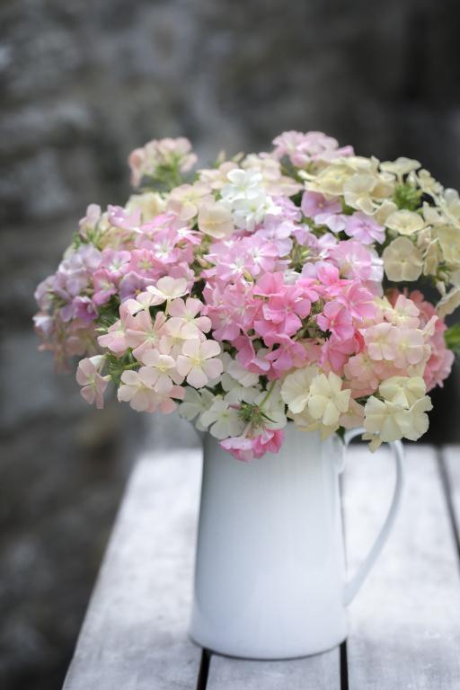 Phlox drummondi, 'Beauty' Series 'Phlox of Sheep