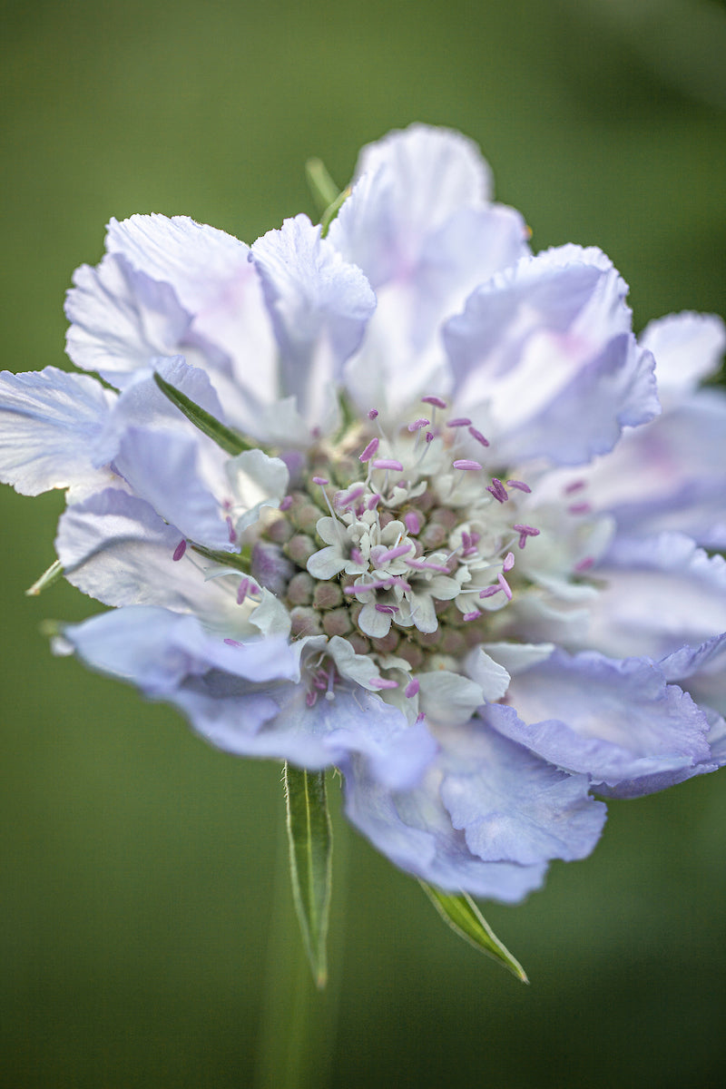 Scabiosa perfect Blue