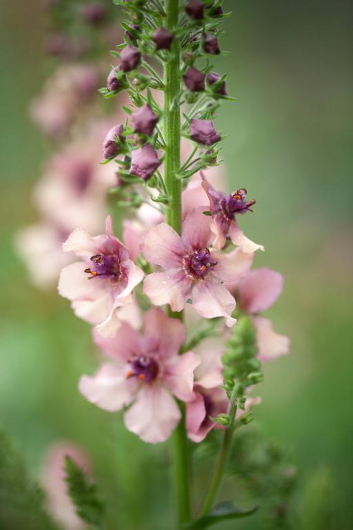 Verbascum hybridum •Southern Charm! Showy Mullein