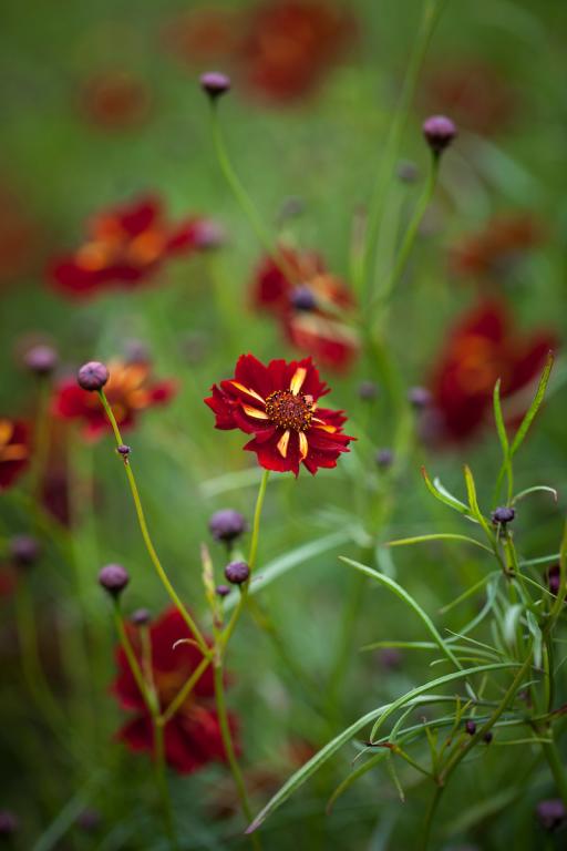 Coreopsis tinctoria, 'Roulette