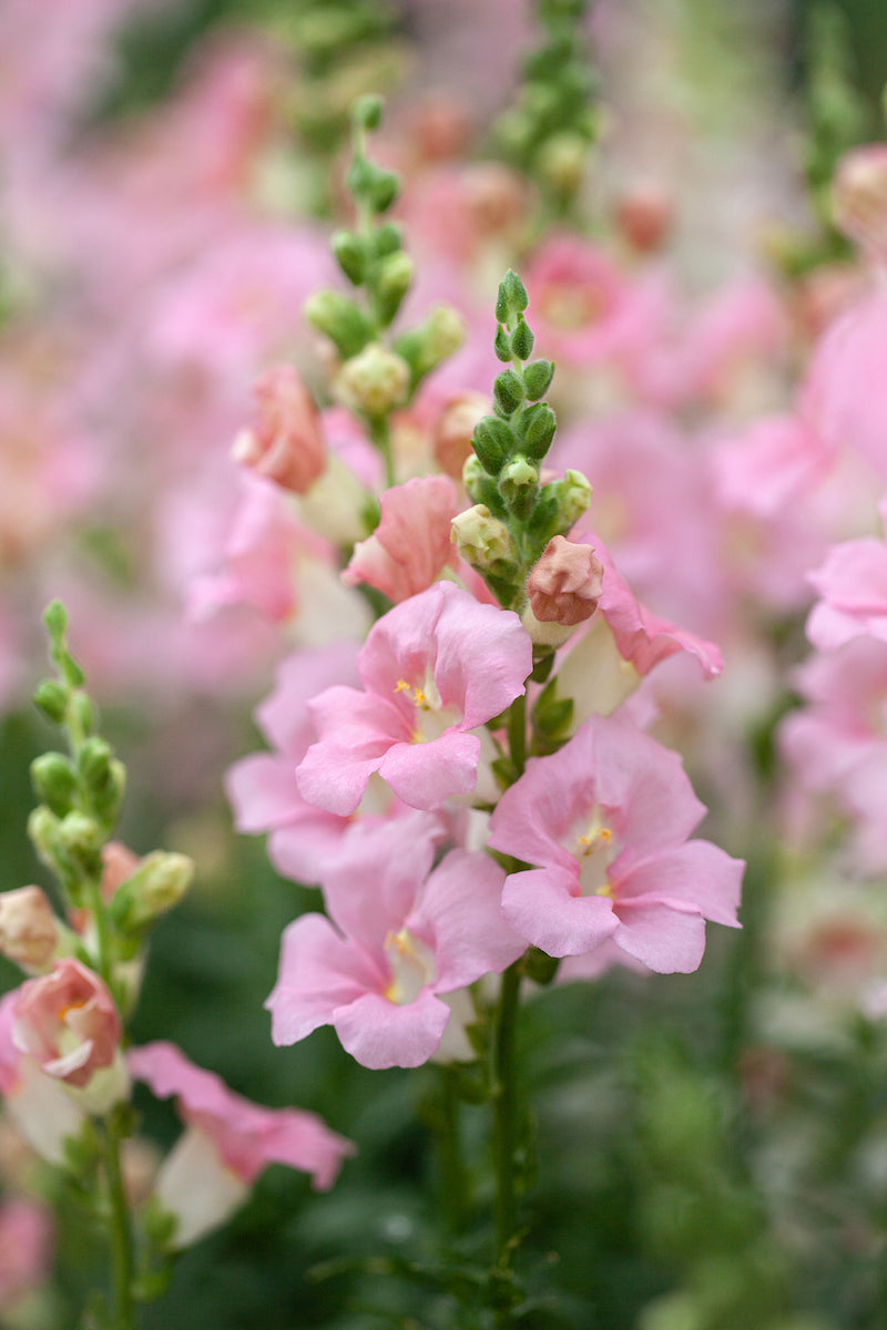 Snapdragon ‘Chantilly Light Pink’