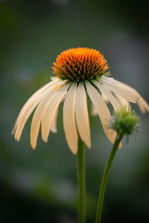 Echinacea purpurea • Paradiso Yellow' Coneflower
