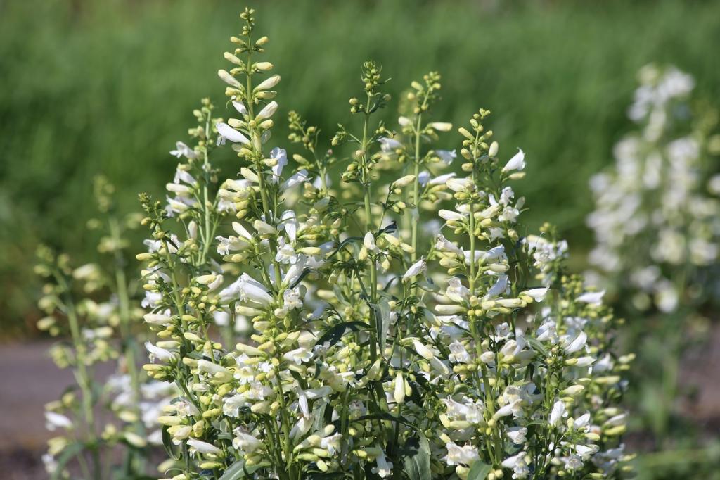 TWIZZLE WHITE PENSTEMON
