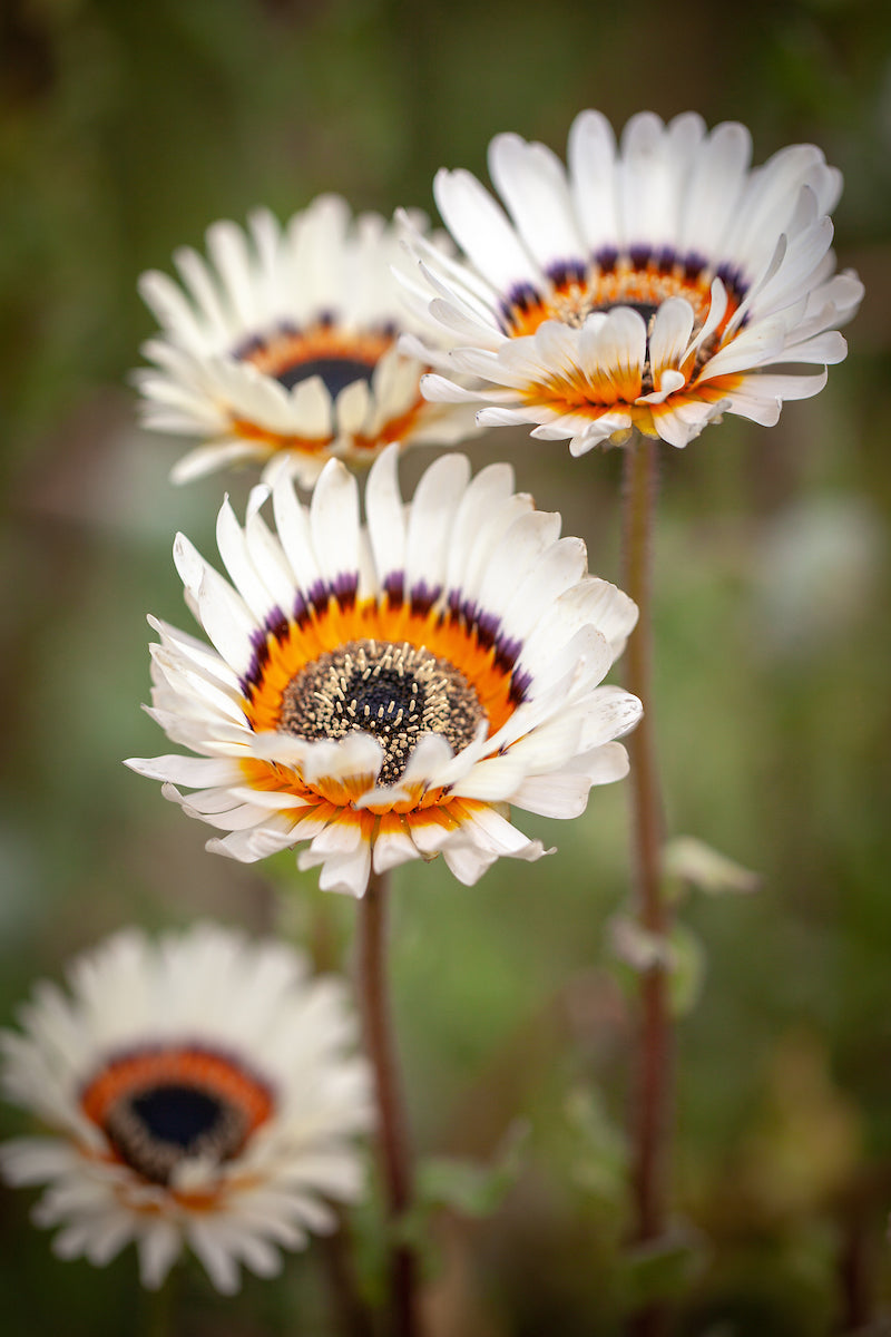 Arctotis fastuosa 'White' Cape Daisy, African Daisy