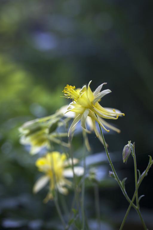 Aquilegia chrysantha ' Yellow Queen' Golden Columbine