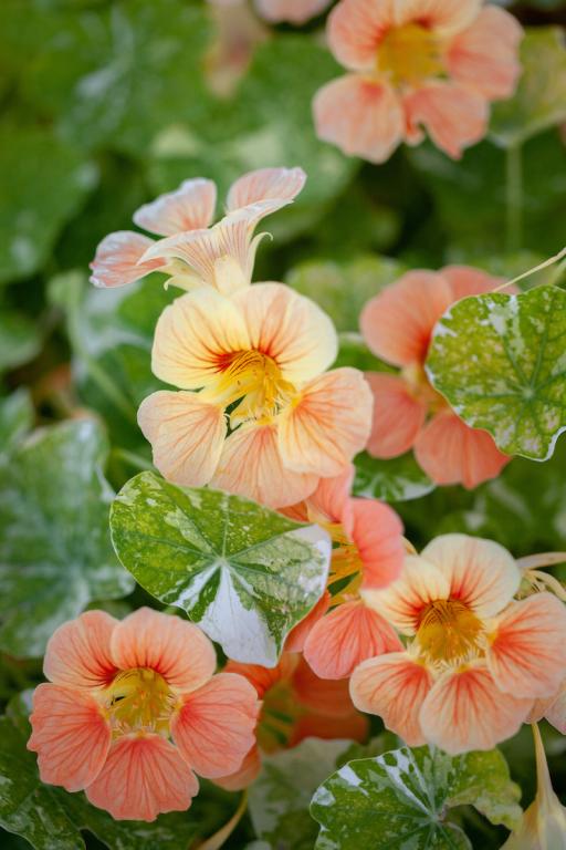 NASTURTIUM TIP TOP ALASKA SALMON