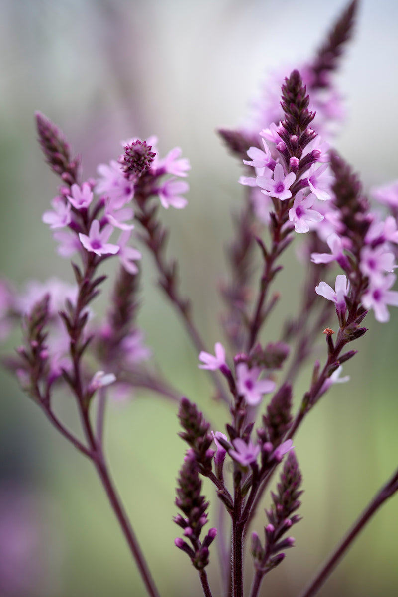 Verbena pink spires