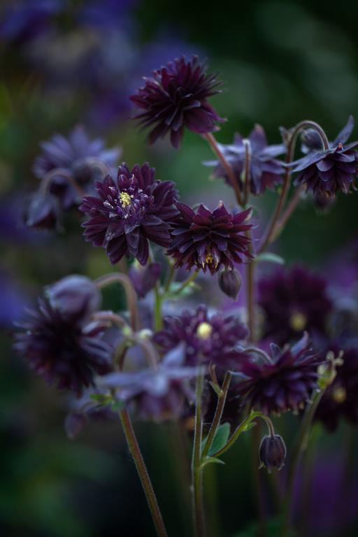 Aquilegia vulgaris var. stellata Black Barlow' Granny's Bonnet. Columbine
