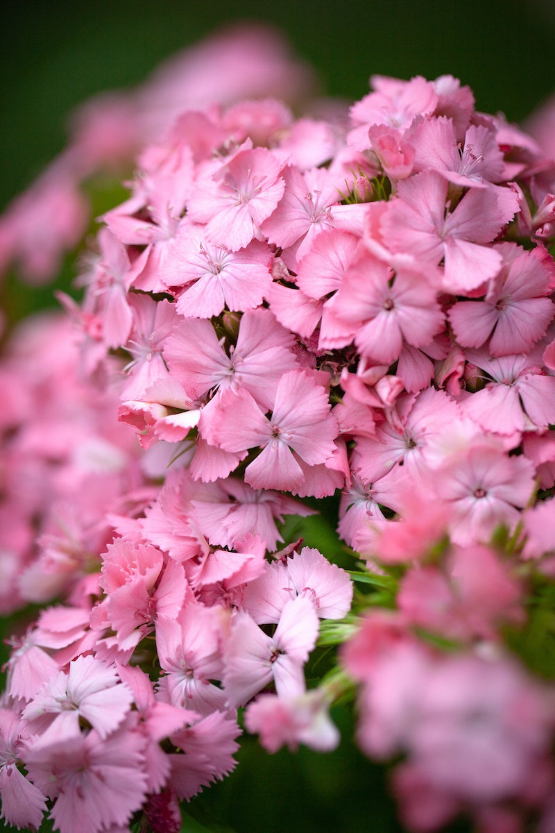 Dianthus barbatus 'Newport Pink Sweet William