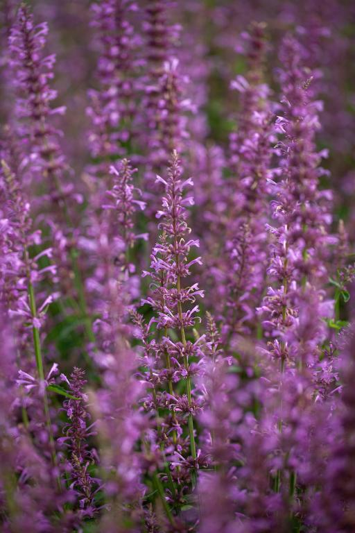 AGASTACHE ROSE MINT