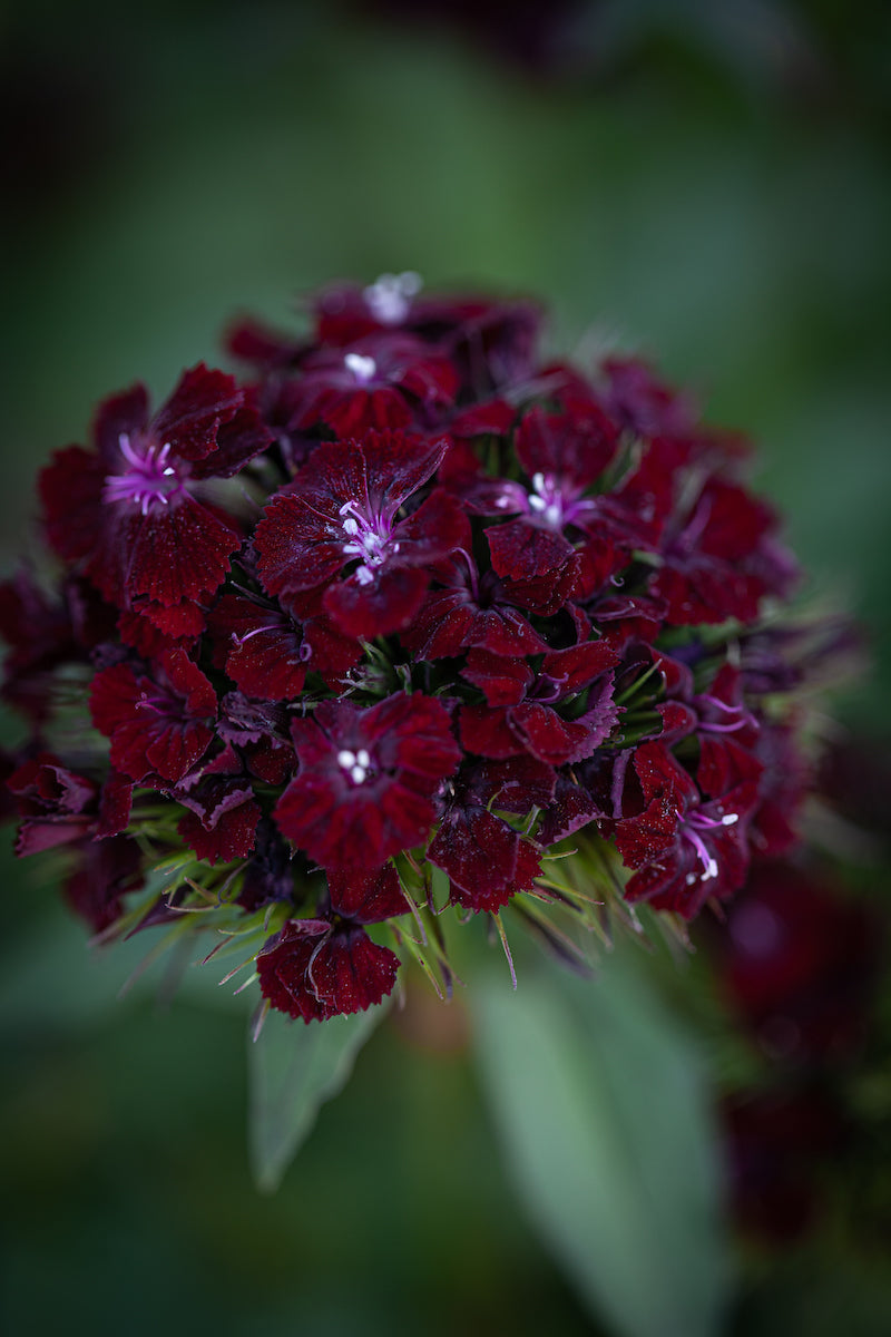 Dianthus barbatus 'Sooty' Sweet William
