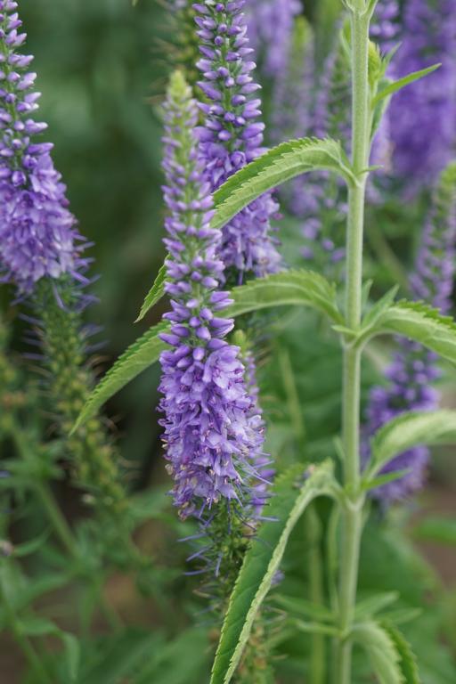 Veronica longifolia, 'Blue Shades'