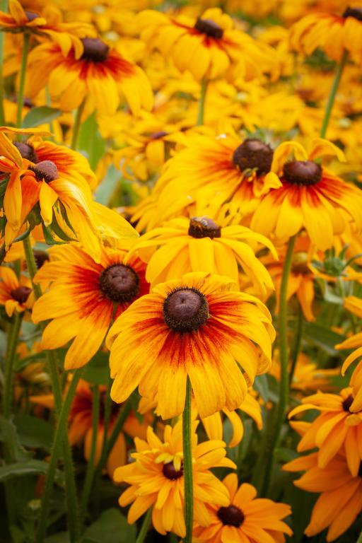 Rudbeckia hirta 'Autumn Forest' Gloriosa Daisy