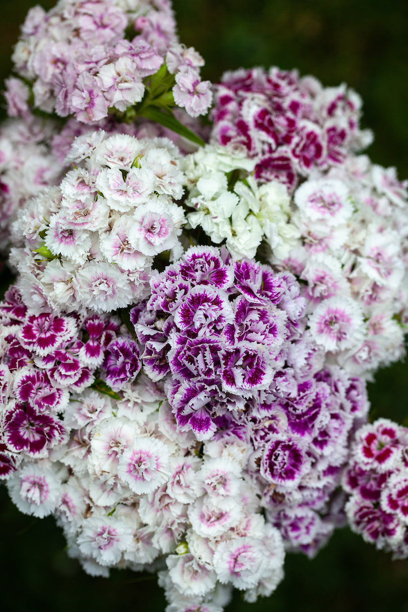 Dianthus barbatus 'Super Duplex Mix' Sweet William