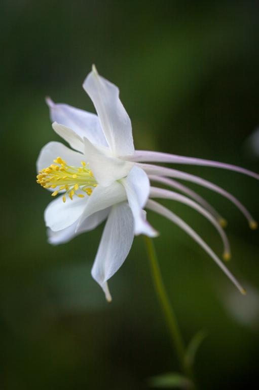 Aquilegia caerulea 'Kristall' Granny's Bonnet, Columbine