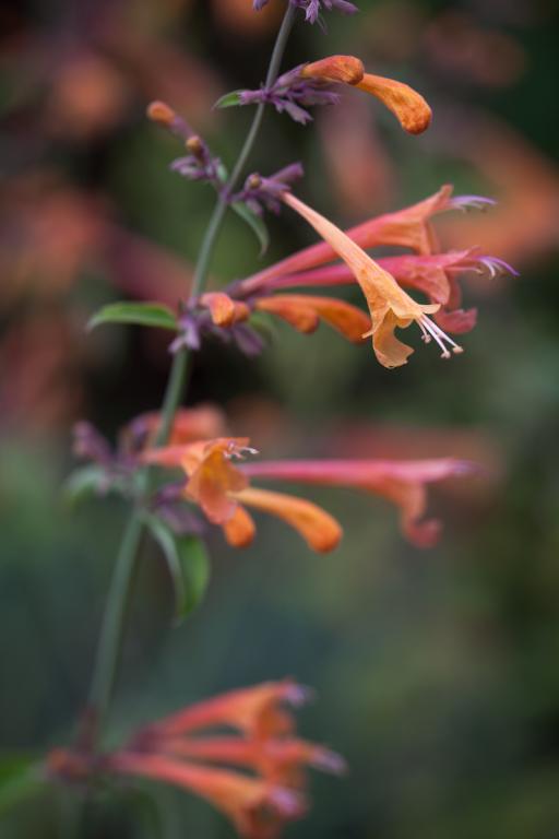 agastache nava jo sunset