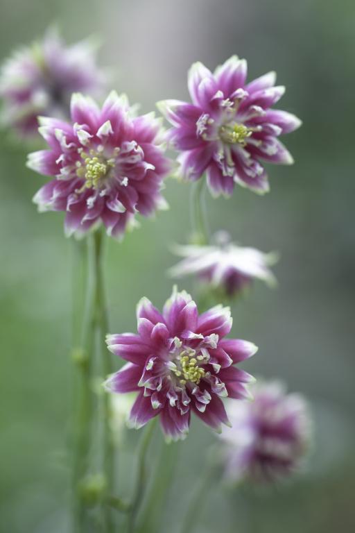 Aquilegia vulgaris var. stellata Nora Barlow' Granny's Bonnet, Columbine
